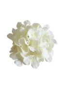 A pack of 50 6.69'' hydrangea flower heads with stems is displayed against a plain white background, highlighting the natural beauty and delicate pale white petals of these artificial hydrangea blooms.