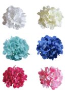 hydrangea