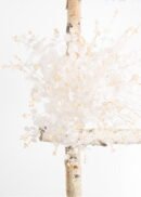 eucalyptus