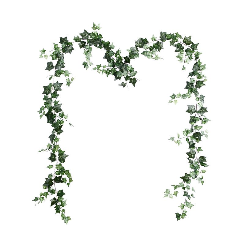 A green ivy vine arranged in the shape of a heart on a white background, with leaves of varying shades of green.